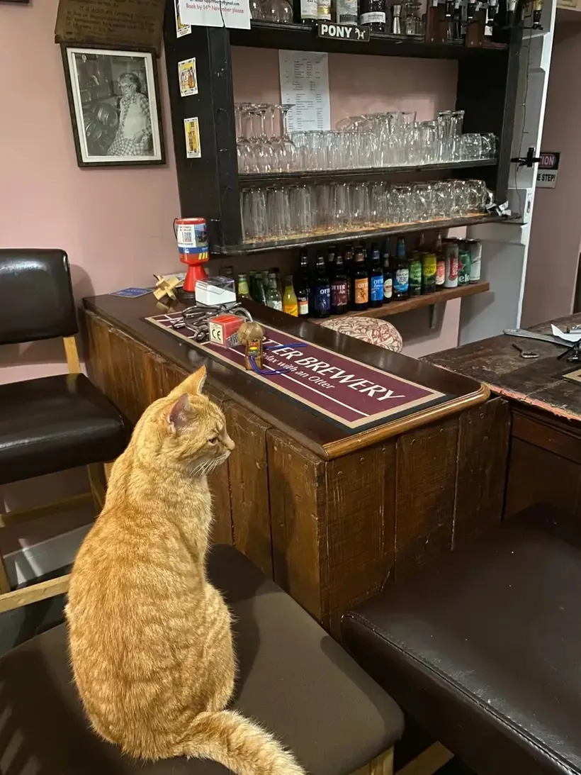 Luppitt Inn interior with bar and cat sat on stool next to bar.